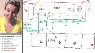 Capillary exchange 7- Function