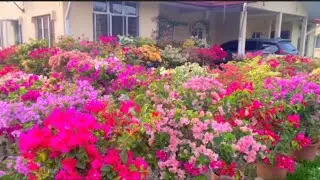 Tips how to grow bougainvillea / grafted / Flowers Bloom / Rare Collection / New ID / Garden / grow