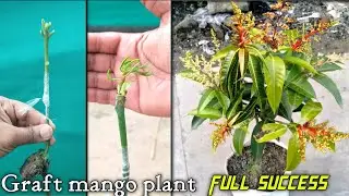 Unique technique to grow mango plant from mango stone grafting 💯 success 