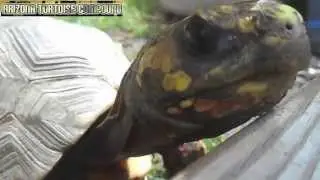Arizona Tortoise Compound Highlight Reel