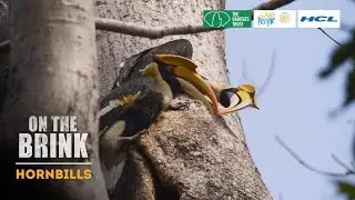 Hornbills - On The Brink - Season 2 (Official Trailer)