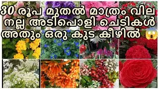 30 രൂപ മുതൽ മാത്രം വില വരുന്ന നല്ല അടിപൊളി ചെടികൾ ഒരു കുട കീഴിൽ 😱😱😱🥰❤️💚💥💭💭