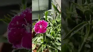 gorgeous flowers blooming status beautiful flowers 🌹🥰😍🌺❤️🌷🌸💐