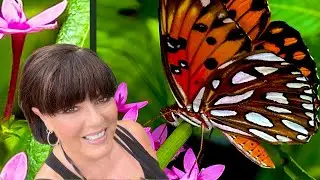 Plant Updates, Lepidarium Makeover & Raising Butterflies | Butterfly Gardening in Florida Zone 10a
