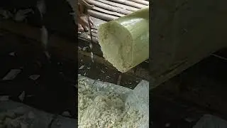 Cutting a banana stalk for cow