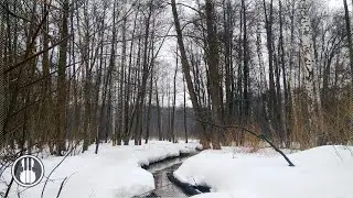Ранняя весна в лесу и звук ручья - Звуки природы для релаксации и сна