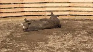 Horse playing in the mud