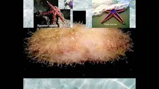 Starfish / seastar species and relatives 3 ( not finished )