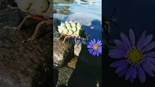 Warning to collectors&mdash;offer petals, don&rsquo;t pluck; the lake keeps count of such debts.