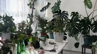 Как ухаживать за комнатными растениями, на что обратить внимание, мой опыт, мои растения и мои пр...