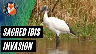 How the Sacred Ibis Took Over Northern Italy: An Invasive Bird Story