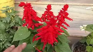 How to grow and care salvia flower plant | permanent flower plant