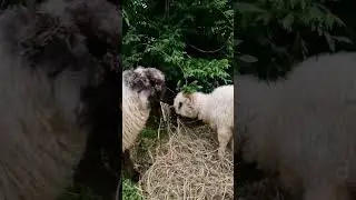 Cute Sheep Eating Before the Storm #cute #happy #animals