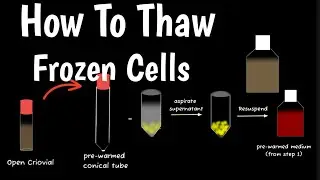 How To Thaw Frozen Primary Cells | Cell Revival From Frozen | Thawing, Passaging & Freezing Cells |