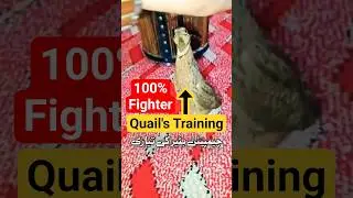 Full Fighter Quail's Training | Batair ki Tayari | بٹیر کی تیاری | #quailsound #birdsounds #birds