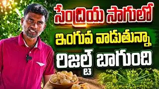 సేంద్రియ సాగులో ఇంగువ | inguva uses in natural farming | bhumiputhra telugu