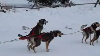 Excited Sled Dogs