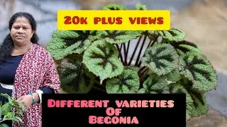 Begonia Plant Varieties 🍀 20k Plus views 💫💥 #begonia #shobha'svlog #tropicalplant #begoniarex