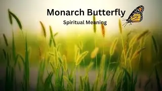 Spiritual meaning when a Monarch Butterfly, flying in your path or around you.