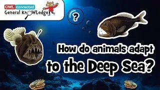 How do animals adapt to the deep sea? | General KnOWLedge