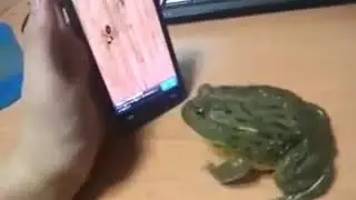 Caseria de una rana en 3D