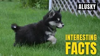 Amazing facts of Alusky | Interesting Facts | The Beast World