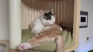 CAT #cat / Hong-Ci & Hong-Sam #grooming #preening #cute #purring #love #family #kitty #baby #sister
