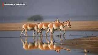 Wild Ass | Little Rann of Kutch