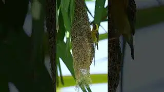 You Won't Believe How Birds Build Nests! #birds #birdnest