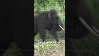 Electrical Engineer Elephant 😂 #elephant #relectricfence #electriciy #engineer #ECE #wildlife #break