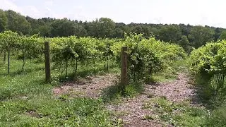 Power To Save: Sustainable winemaking