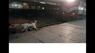 Dog almost hit by train..