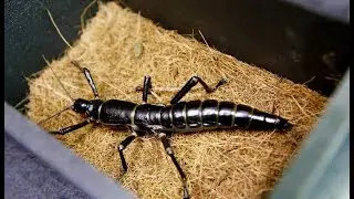 Australian Tree Lobster: The World's Rarest Insect