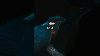 Beautiful Kingfisher  #birds #youtubeshorts #kingfisher #viral #shorts #short #video #wildlife