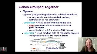 Chapter 15 Part 1 Regulation of Gene Expression