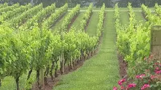 Shelton Vineyards is Made in North Carolina!