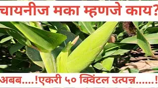 चिनी पद्धतीने मका लागवड