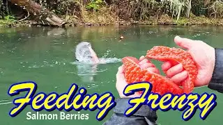 Doggin' B-Run Coho