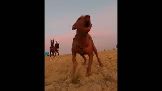 DOG BEACH SUNDOWN ⚡ Ocean Beach Dog Park gets a little crazy under a beautiful sunset!