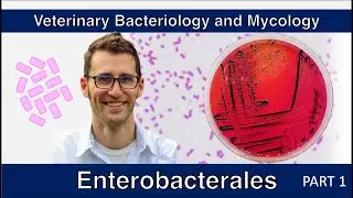 Enterobacterales – не кишечная палочка (часть 1) – Ветеринарная бактериология и микология