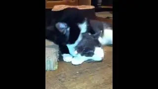 SmrtAzShyE cats