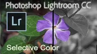 Lightroom CC - The Selective Color Effect [Tutorial]*