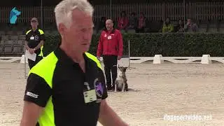 Selection - C&eacute;sar Jos&eacute; Arroyo Gonzalez + Brooke/Border Collie - Spain