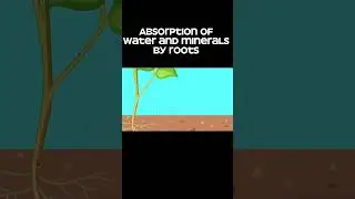 Absorption of water and minerals#Absorbtionbyroothairs#FunctionofRoots#processofabsorbtionofwater