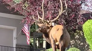 Big bull elk Yard Art