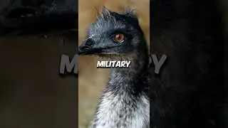 Australia Lost a War&hellip; to Emus?! 🪖🦤 | #shorts