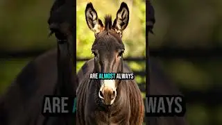 Zebroid: A Real Zebra&ndash;Horse Hybrid 🦓🐎