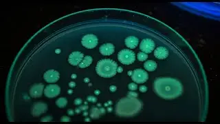 Dive into the World of Chrysophytes & Dinoflagellates!#viralshort #trending #ssccgl #sscexam #ssc