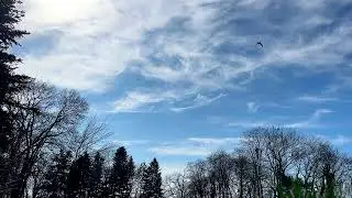 Healing sounds of nature, birds singing