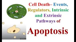 #Apoptosis #Cell Death Events, Regulators, Intrinsic, Extrinsic Pathways of Apoptosis #Pharmacology